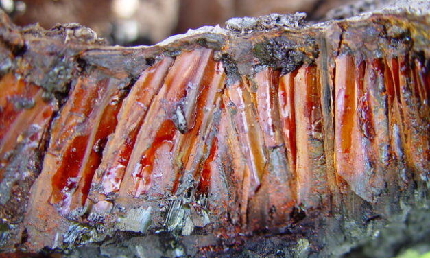 Hamas Agrees to Ceasefire