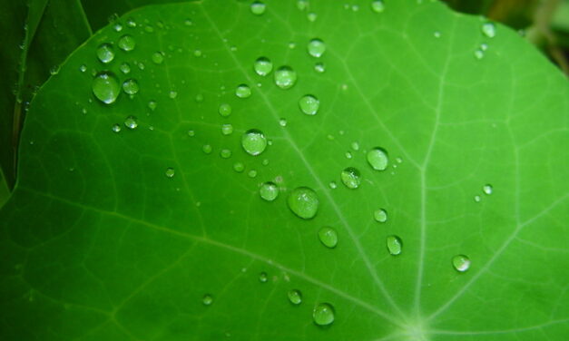 WP 6.1 Font size scale